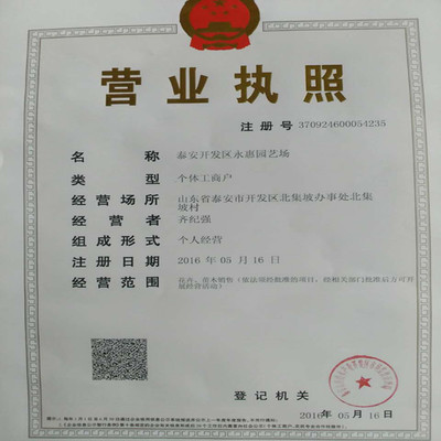 紅顏草莓苗——山東基地直銷(xiāo)，品質(zhì)與服務(wù)的雙重保障